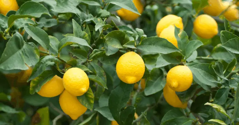 Il limone (Citrus limon): un frutto prezioso e versatile