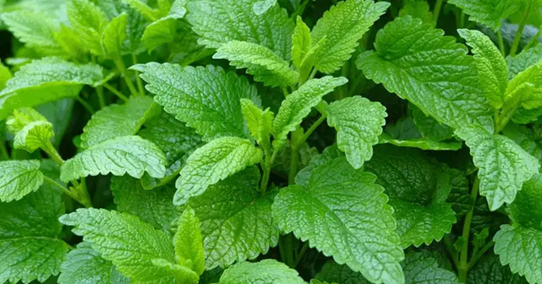 5 piante che tengono lontane le zanzare in modo naturale