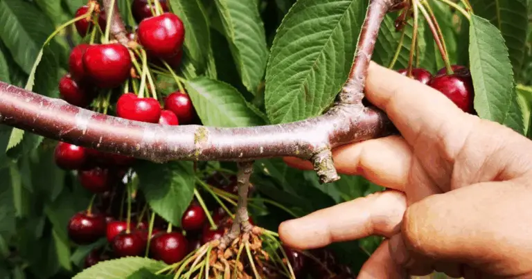 Come potare correttamente il ciliegio per avere alberi sani e frutti abbondanti