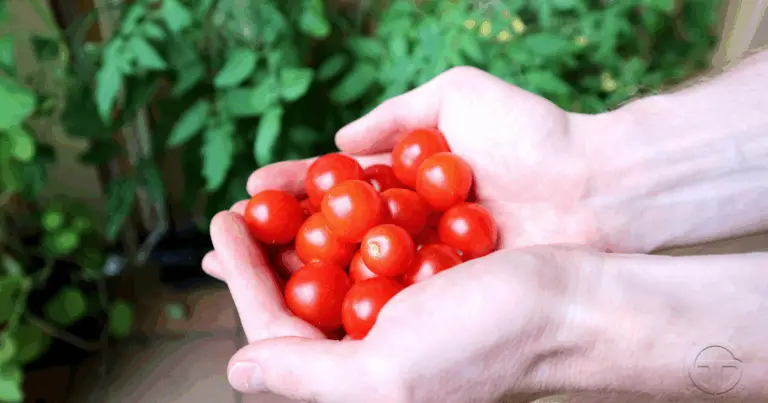 Coltivare pomodori a testa in giù: una soluzione innovativa per spazi ridotti