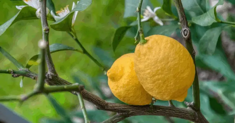 Parassiti più comuni nella coltivazione del limone e come contrastarli