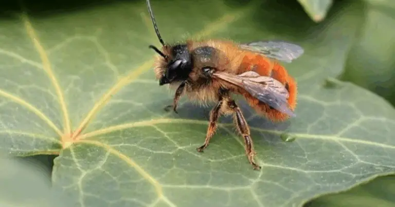 Tipi di api: guida completa tra api sociali e api solitarie