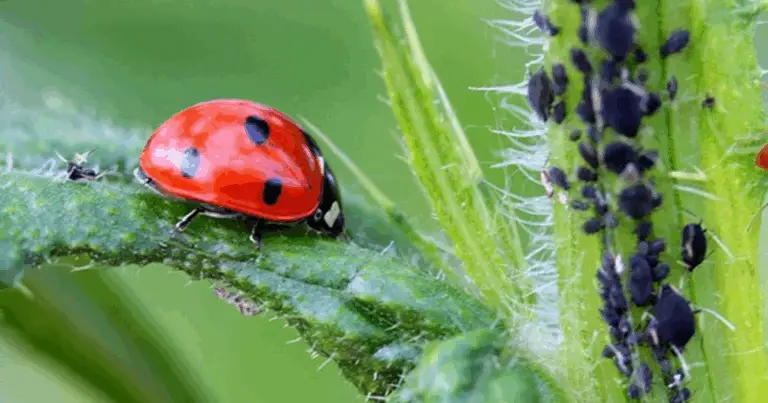 Insetti utili in giardino: chi sono e perché sono importanti