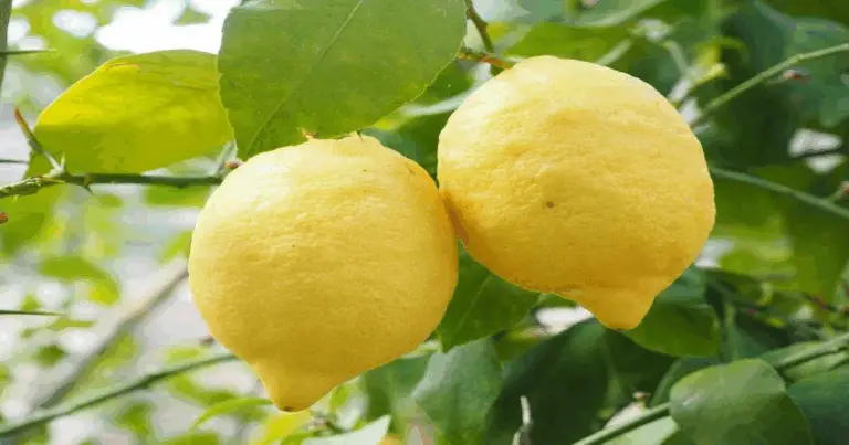 Propagazione del limone da talea: guida pratica e naturale
