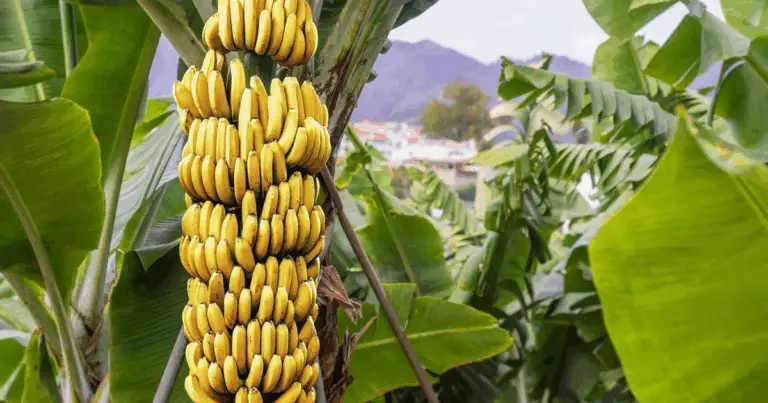 Coltivare banane in vaso: guida completa dalla talea al raccolto