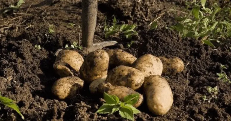 Coltivare patate tutto l’anno: guida pratica per un raccolto continuo