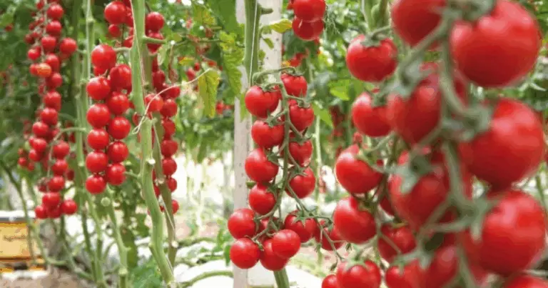Coltivare pomodori in casa: guida completa dalla semina al raccolto