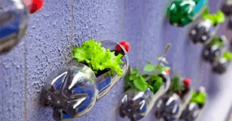 Coltivare peperoni in bottiglie di plastica: guida pratica per il giardinaggio urbano