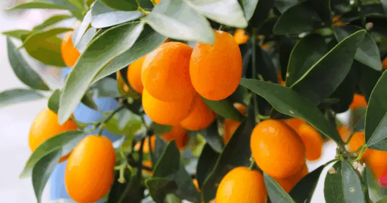 Coltivare i mandarini dai semi: guida pratica per principianti