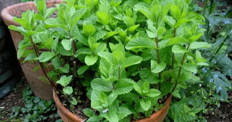 Come Coltivare la Menta nel Tuo Giardino: Guida Completa