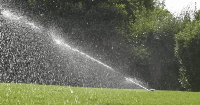 Guida completa all’irrigazione delle piante da interno