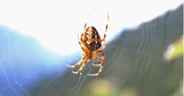 Guida pratica ai 4 ragni domestici più comuni e a come gestirli in sicurezza
