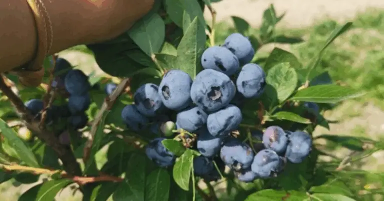 Varietà di mirtilli: guida pratica per scegliere la cultivar giusta