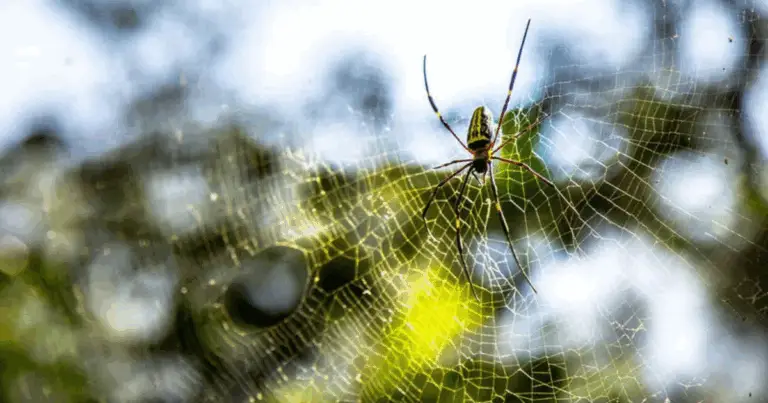 10 ragni di casa da riconoscere: guida pratica all’identificazione e alla gestione