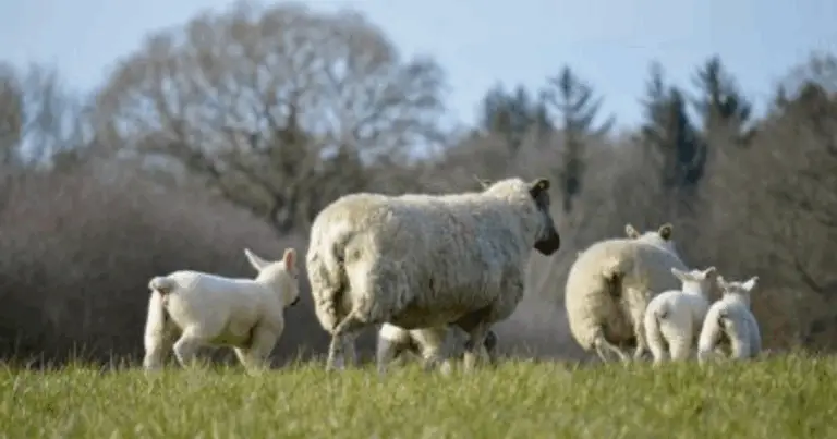 Aspettativa di vita degli animali da fattoria: guida pratica per pianificare cura e benessere