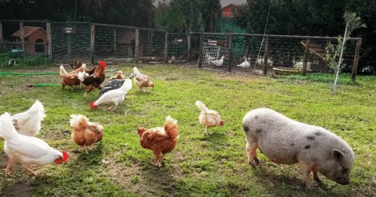 Aspettativa di vita degli animali da fattoria: guida chiara e pratica