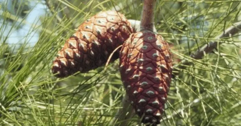 Coltivare pini da pigna: guida completa dalla raccolta alla messa a dimora