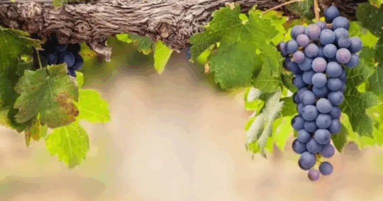 Coltivare l’uva in casa: guida completa e pratica per iniziare davvero