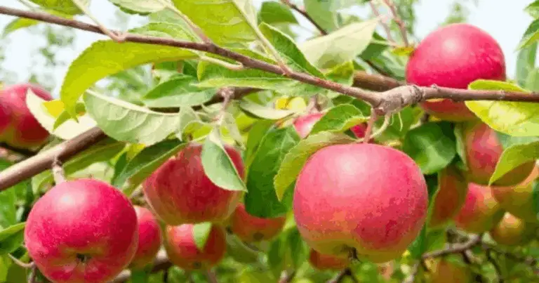 Coltivare il melo dai semi: guida completa dalla stratificazione al trapianto