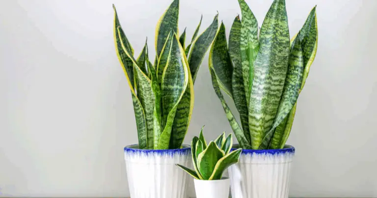 5 piante per dormire meglio: guida pratica per una camera da letto più rilassante