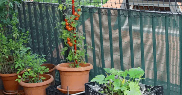 Ortaggi in vaso ad agosto: 9 colture perfette per balconi e piccoli spazi