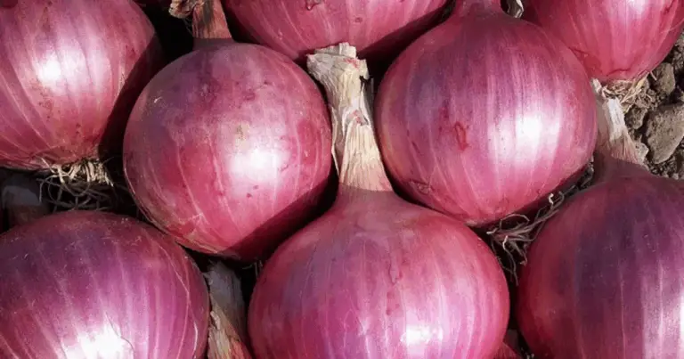 Come scegliere le cipolle: guida completa per acquistare qualità e sapore