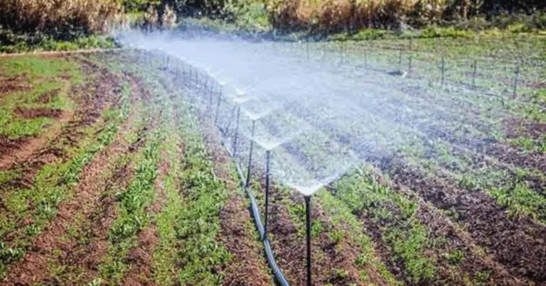 Irrigazione a secchio: guida completa, economica e sostenibile