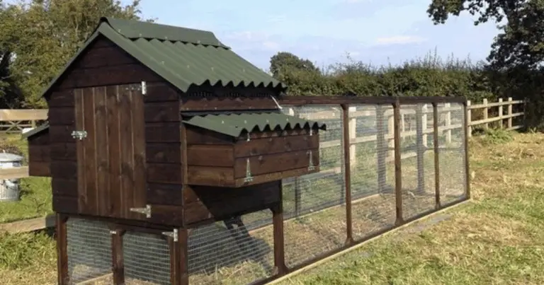 Pollaio fai da te: progetto completo per costruirlo in giardino