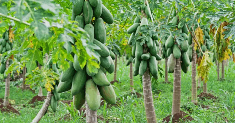 Papaya in casa: guida completa per coltivare la papaya in vaso