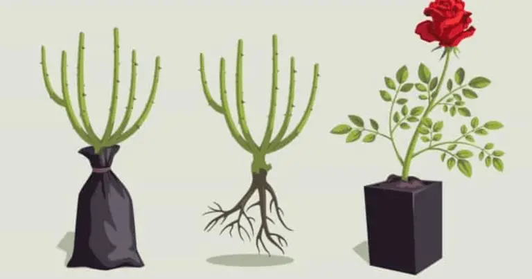 Talee di rosa: metodo semplice, naturale e affidabile