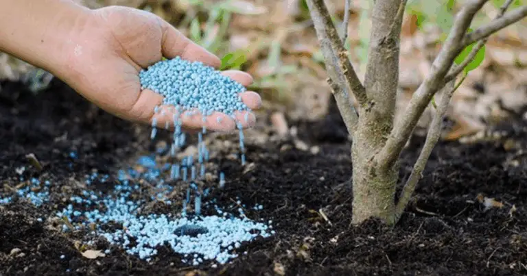 Concimare gli alberi: guida completa a tempi, metodi e buone pratiche