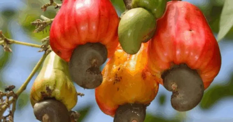 Coltivazione degli anacardi: guida completa dal seme alla raccolta