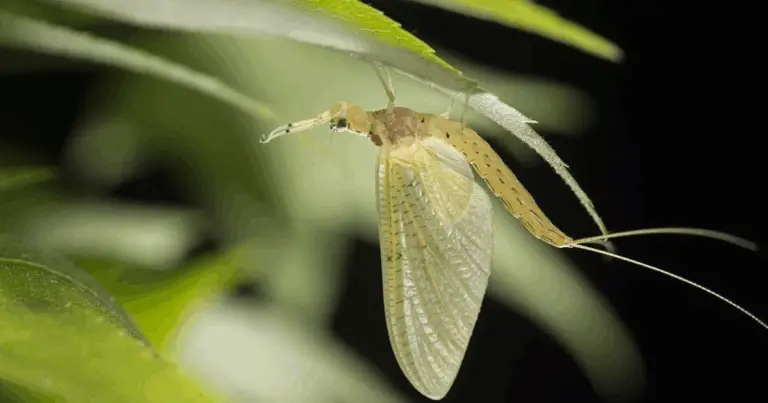 Quanto vivono gli animali: guida completa e pratica all’aspettativa di vita