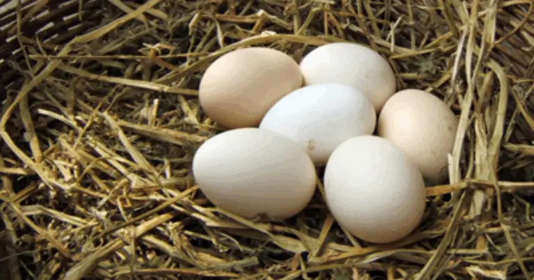 Quante galline servono per avere uova ogni settimana: guida completa per famiglie e piccoli pollai