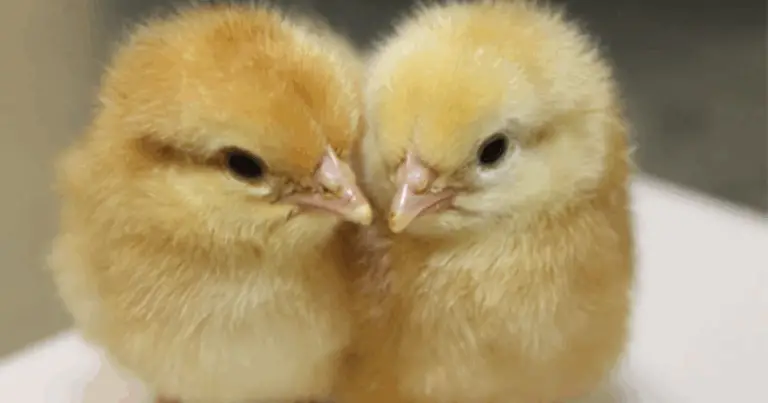 Guida pratica per riconoscere i pulcini in base alla razza