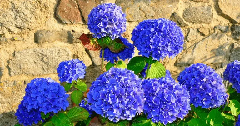 Sei fiori blu per giardino e balcone: guida pratica alla scelta e alla cura