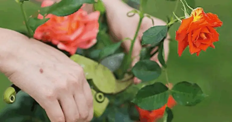 Potatura delle rose: guida completa e pratica per fioriture più sane