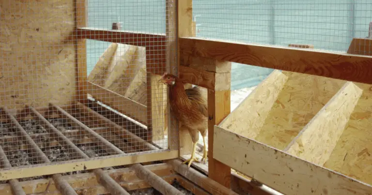 Pollaio con voliera integrata: guida completa a progetto, materiali e manutenzione
