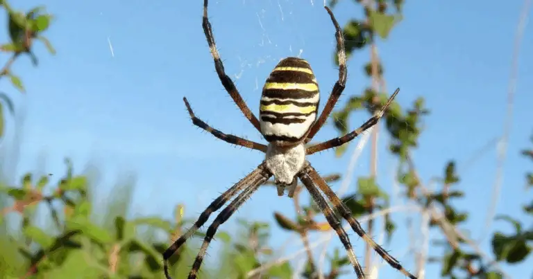 Ragni pericolosi: guida pratica ai livelli di rischio, prevenzione e primo intervento
