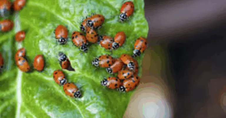 Guida completa alle coccinelle di Los Angeles: riconoscimento e utilità in giardino