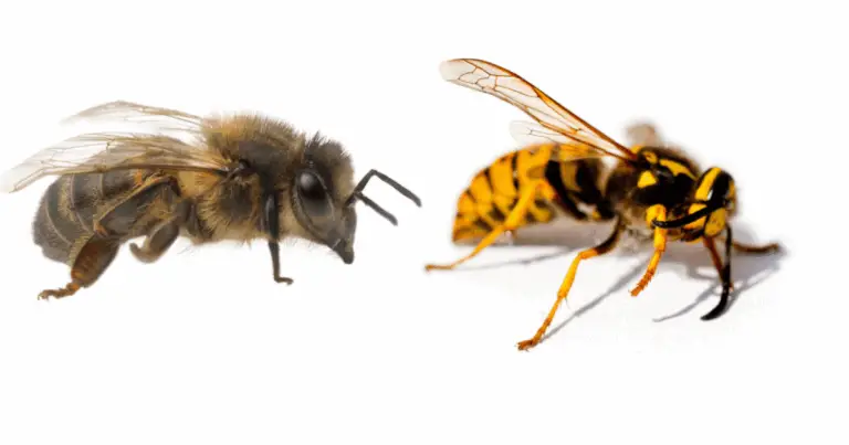 Ape, vespa e calabrone: come riconoscerli, cosa fare e perché è importante