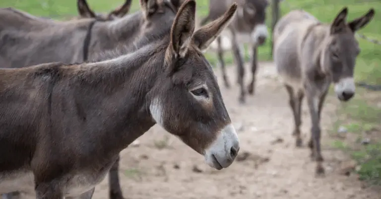 Razze di asini: guida completa e pratica per riconoscerle, valorizzarle e scegliere quella giusta