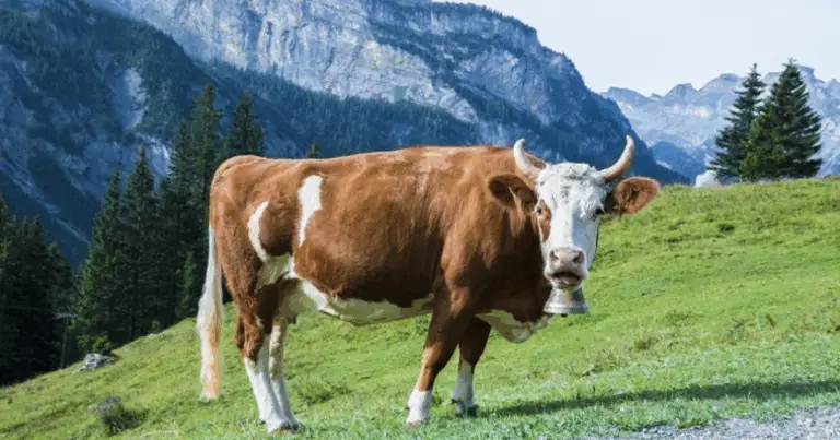 Razze bovine: guida pratica per leggere e usare un’infografica