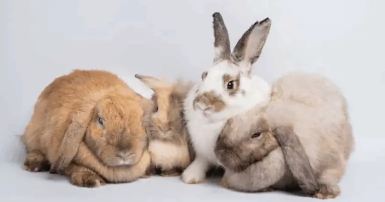 Guida alle razze di conigli: riconoscimento, caratteristiche e scelta consapevole