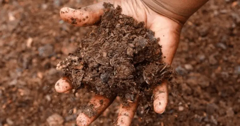 Letame per l’orto: guida completa all’uso sicuro ed efficace in giardino