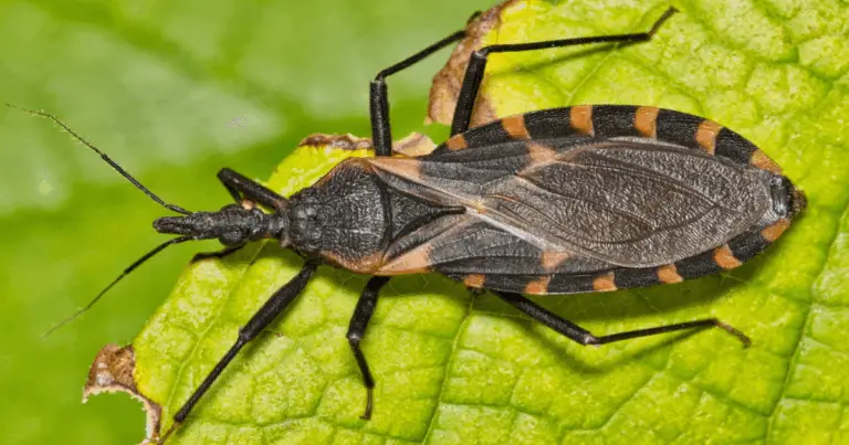 Malattia di Chagas e “barbeiro”: che cos’è, come si trasmette e come prevenirla