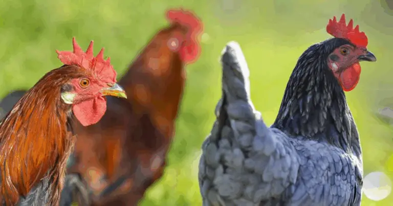 Comportamenti delle galline: come interpretarli per migliorare benessere e produttività