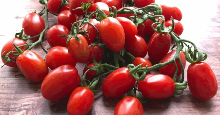 Guida completa alle varietà di pomodori: caratteristiche, usi e consigli pratici