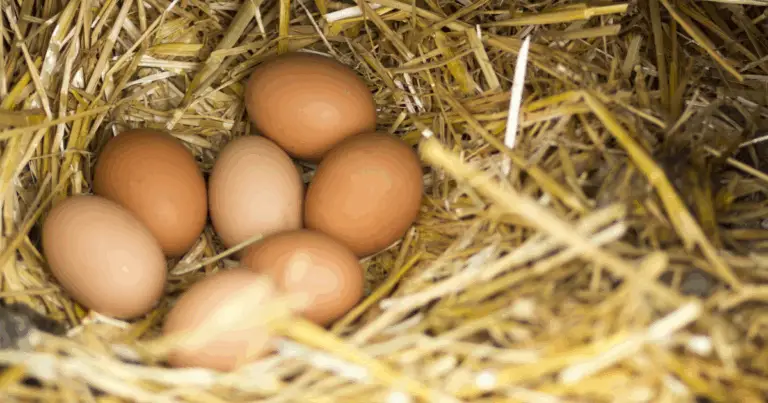 Uova di gallina: guida completa alla produzione domestica