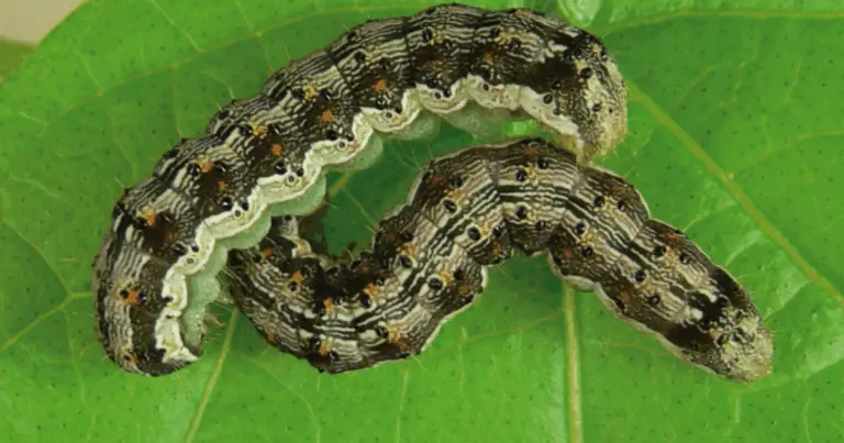 Insetti e parassiti più dannosi per l’orto: come riconoscerli e difendere le colture